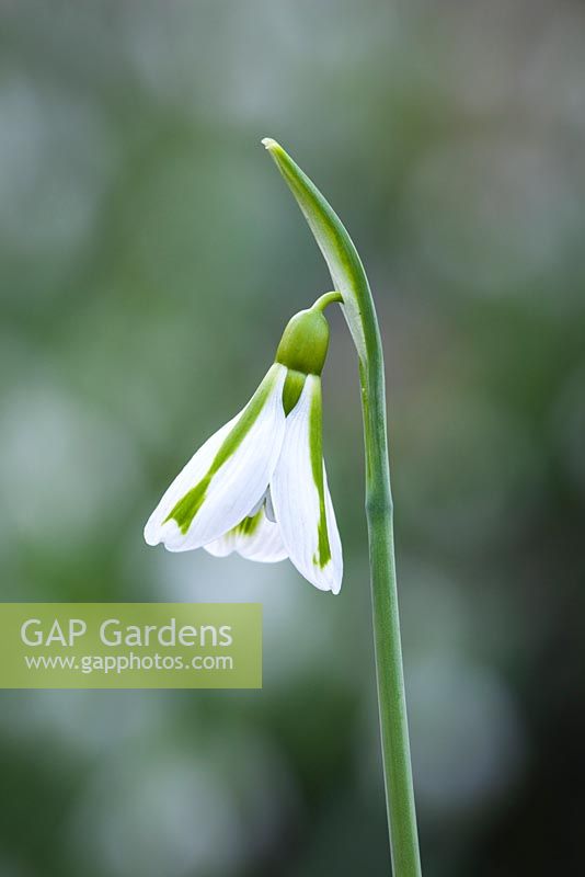 Galanthus 'South Hayes'. 