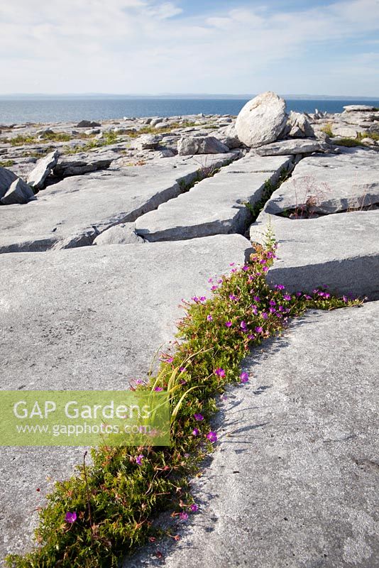 Geranium sanguineum - Bloody Cranesbill growing amongst cracks in limestone rocks at the Burren, Ireland. 