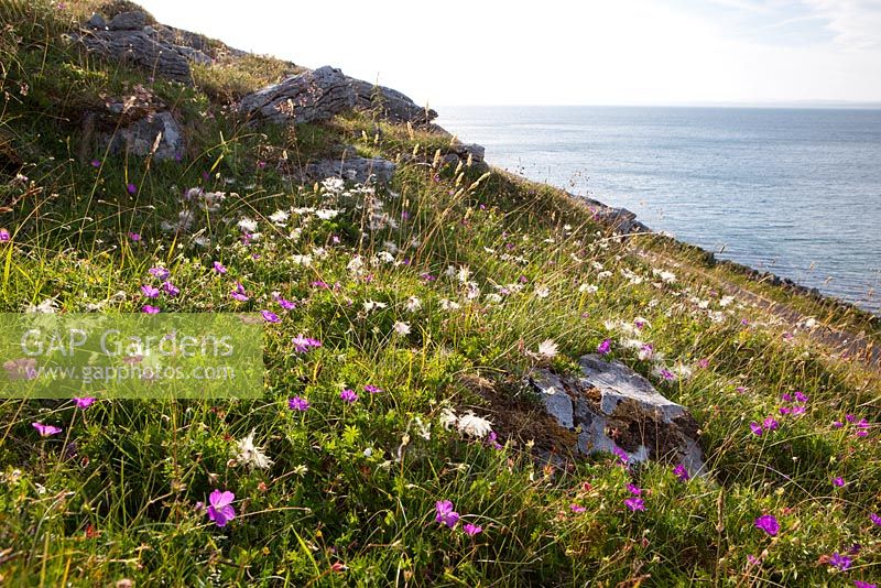 Dryas octopetala - Mountain Avens seedheads growing with geraniums on the coast at The Burren, Ireland. White Dryas. 