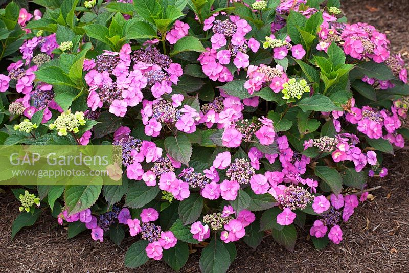 Hydrangea macrophylla 'Blueberry Cheesecake' Flair and Flavours series