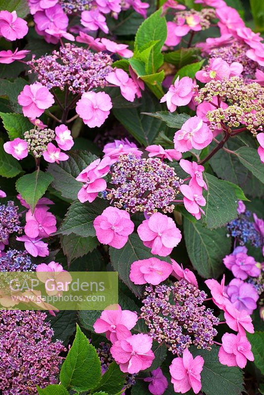 Hydrangea macrophylla 'Blueberry Cheesecake' Flair and Flavours series