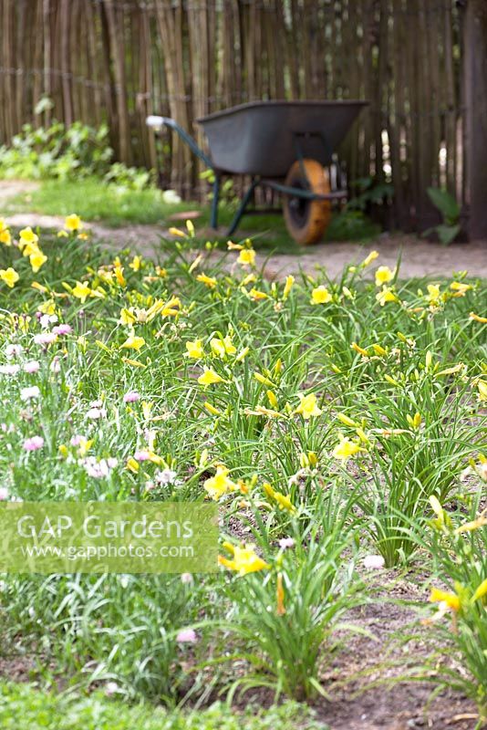 Lilium. Wheelbarrow with field of yellow lilies.