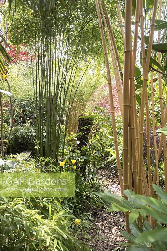 Path surrounded by tall bamboo Phyllostachys 'Aurea' and Phyllostachys vivax 'Aureocaulis', Fargesia Robusta and Yellow Tulipa 'Conqueror'