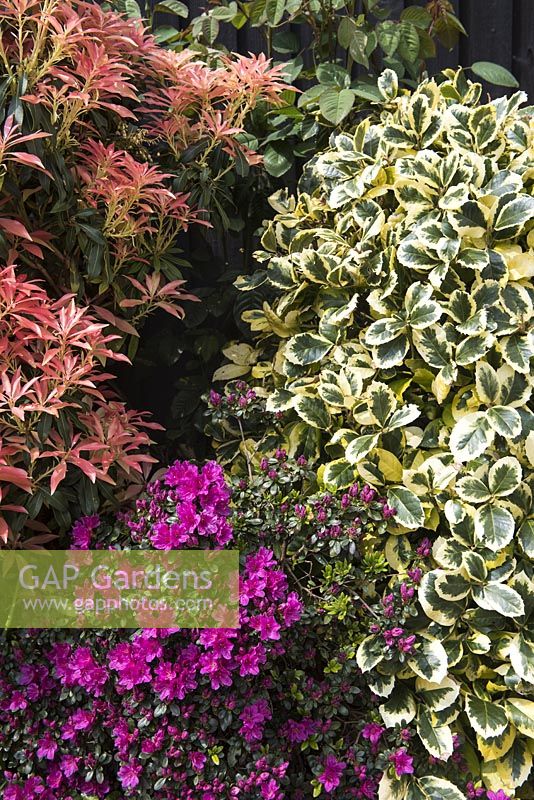 Flowerbed with Pieris 'Forest Flame', Ilex x altaclerensis 'Golden King' and Azalea japonica 'Geisha Purple'