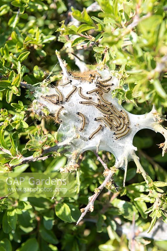 Brown-tail moth caterpillar nest.