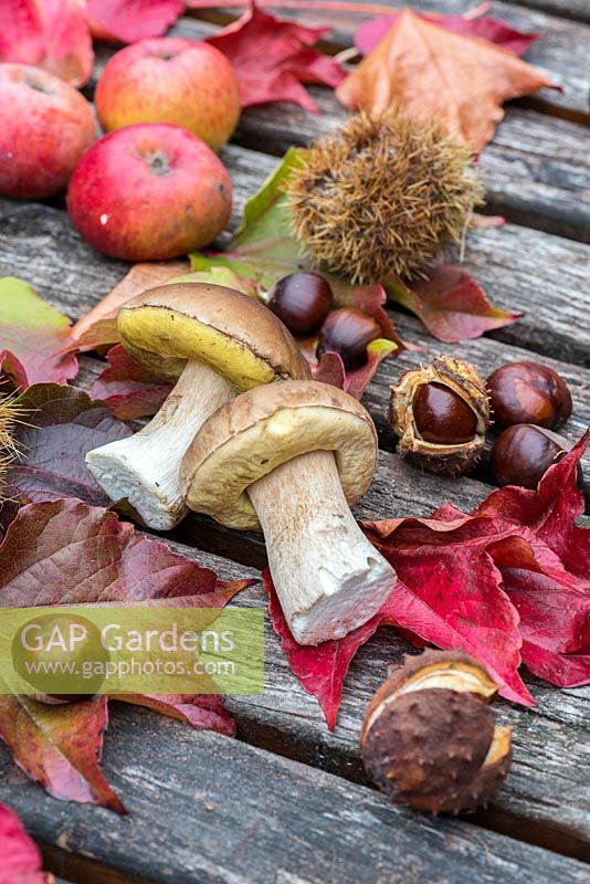 Fall harvest on a garden table: Boletus edulis, Malus, Castanea