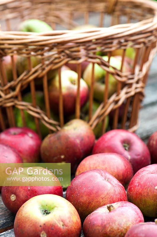 Harvest of apples 'Minister von Hammerstein' in a wicker basket, autumn