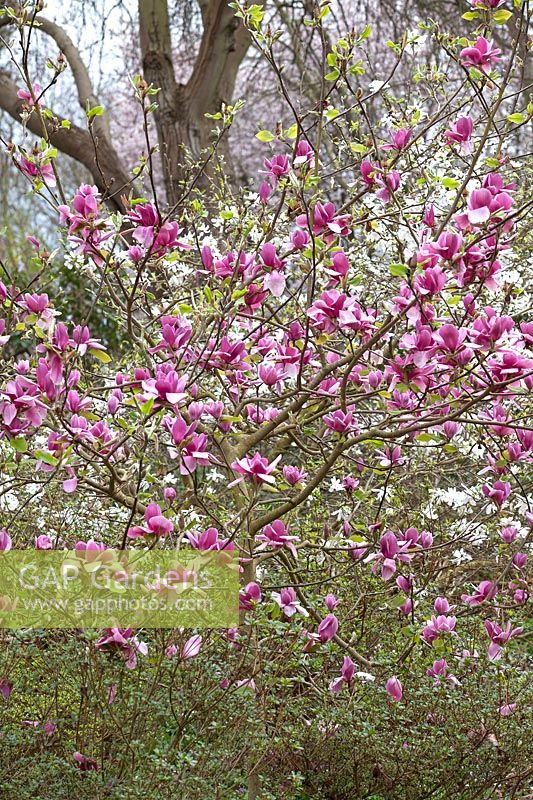 Magnolia 'Ian's Red' hybrid between 'Vulcan' and M. soulangeana 'Burgundy' -  RHS Wisley, UK