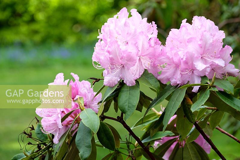 Rhododendron 'Mrs E. C. Stirling'