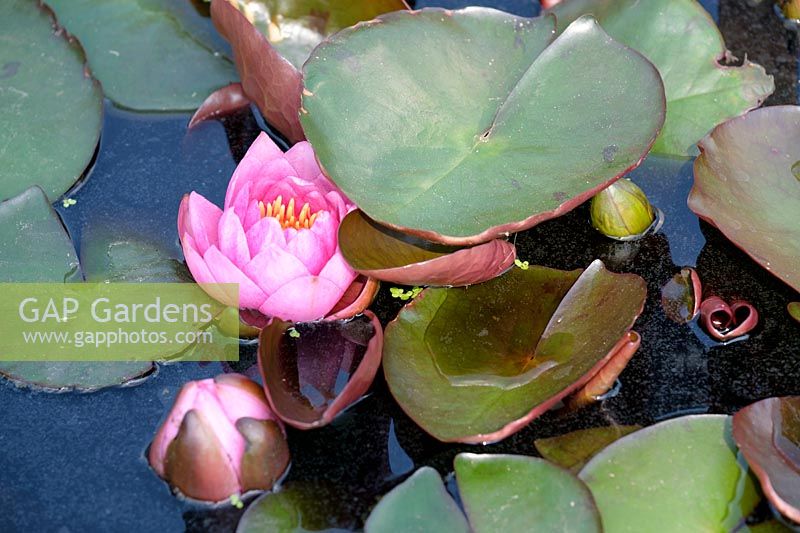 Nymphaea 'James Brydon', water lily, June