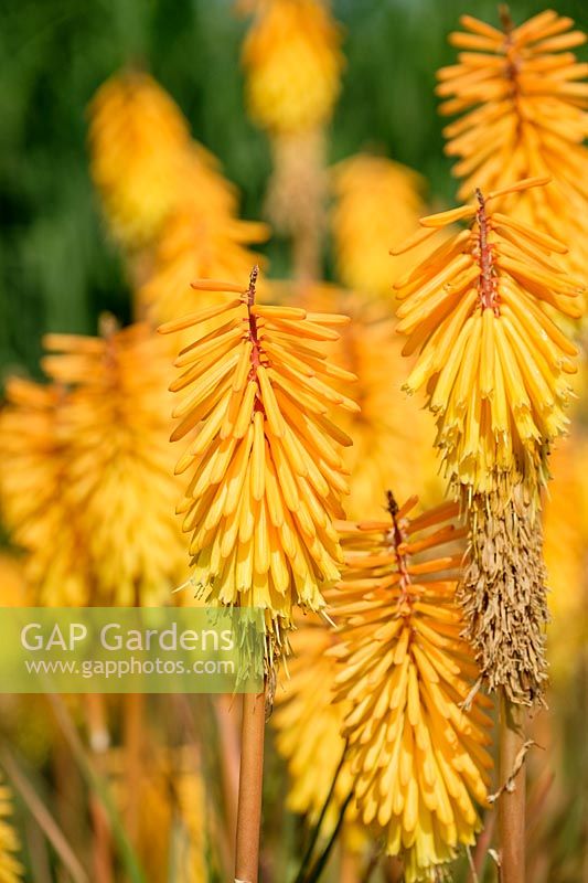 kniphofia 'Bee's Sunset', red hot poker, June