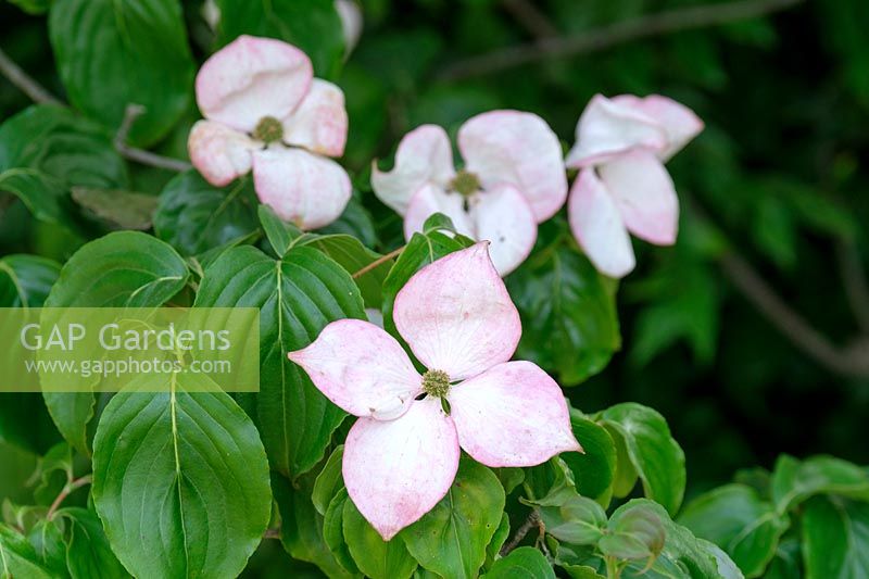 Cornus kousa 'Miss Satomi', Pink flowering Japanese dogwood, June