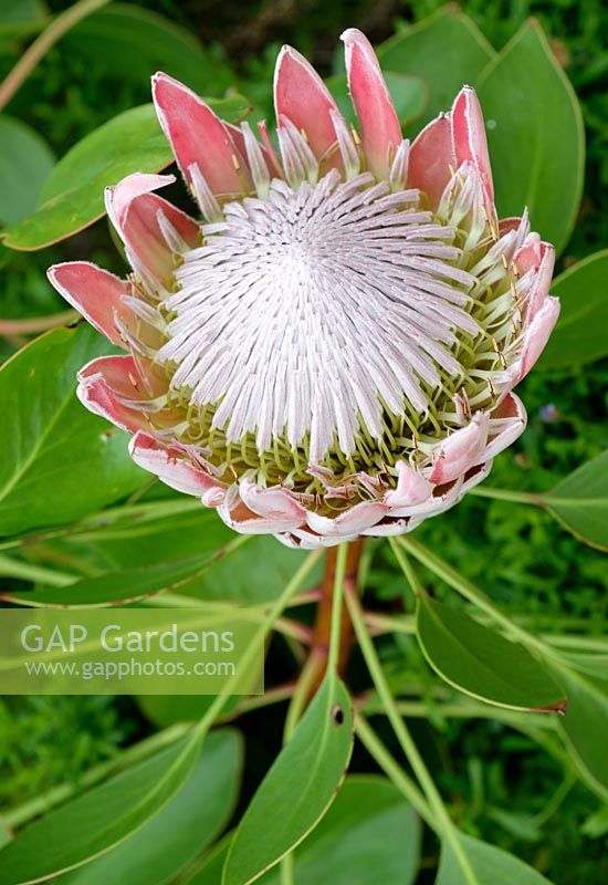 Protea cynaroides, King protea, Cape artichoke flower, June
