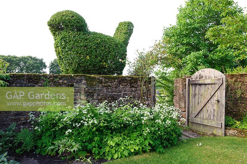 Hawthorn topiary bird appears to sit on the boundary wall. Felley Priory, Underwood, Notts, UK