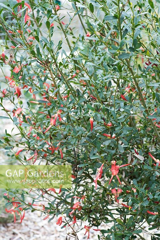 Templetonia retusa. National Botanic Garden of Wales, Llanarthne, Wales