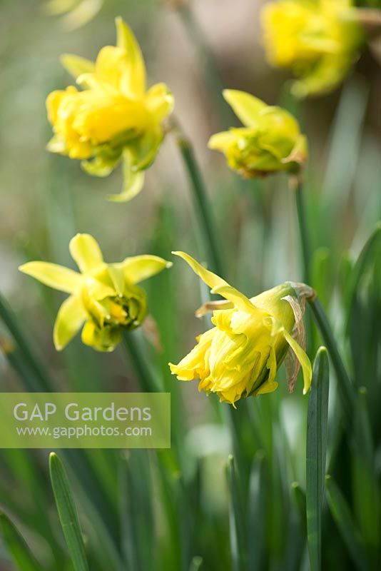 Narcissus obvallaris 'Thomas Virescent' - Derwydd Daffodil. National Botanic Garden of Wales, Llanarthne, Wales

