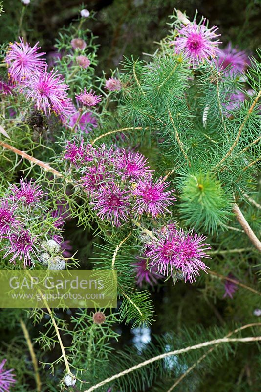 Isopogon formosus. National Botanic Garden of Wales, Llanarthne, Wales