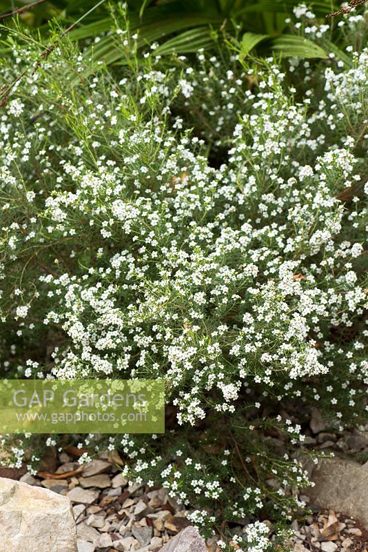 Diosma ericoides. National Botanic Garden of Wales, Llanarthne, Wales