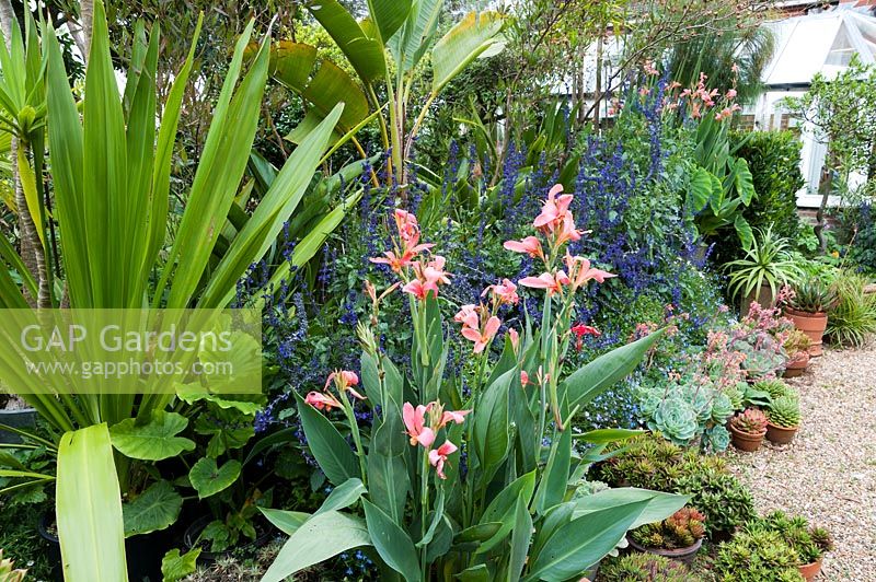 Water Canna 'Erebus' and Doryanthes palmeri surrounded by pots of aloes and echeverias amongst lobelia, Salvia 'Mystic Spires Blue',and other tender and exotic looking shrubs including Strelitzia nicolai.