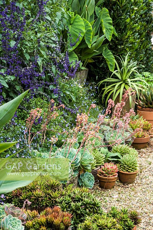 Pots of aloes and echeverias amongst lobelia, Salvia 'Mystic Spires Blue', colocasias and other tender and exotic looking shrubs.