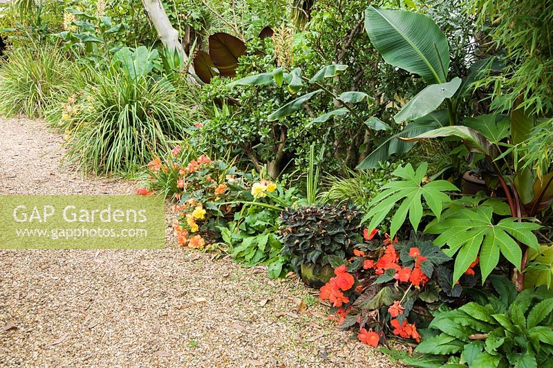 A bright display of begonias below exotic and tender specimens put outside for the summer months including the Jade plant, Crassula ovata, bananas and tetrapanax.