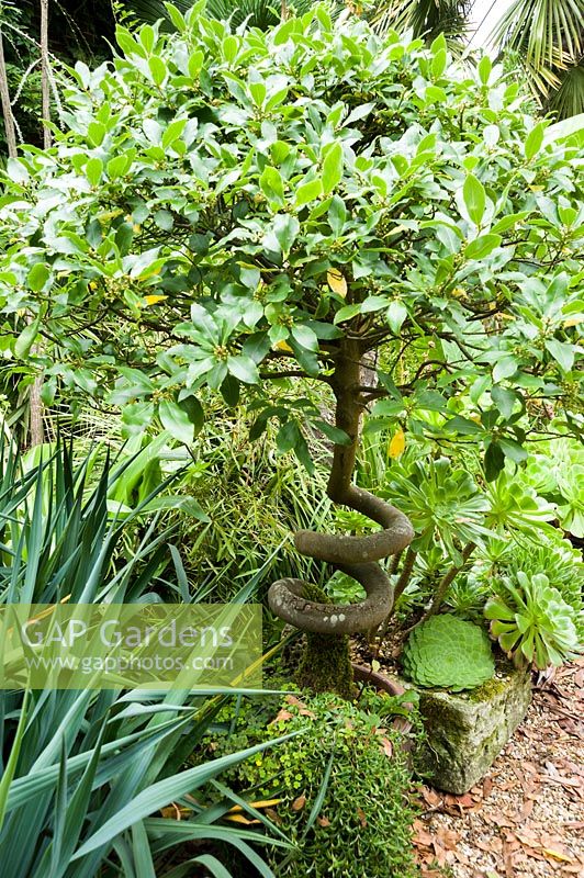 Laurus - Bay tree with corkscrew stem, grown and trained from seed.