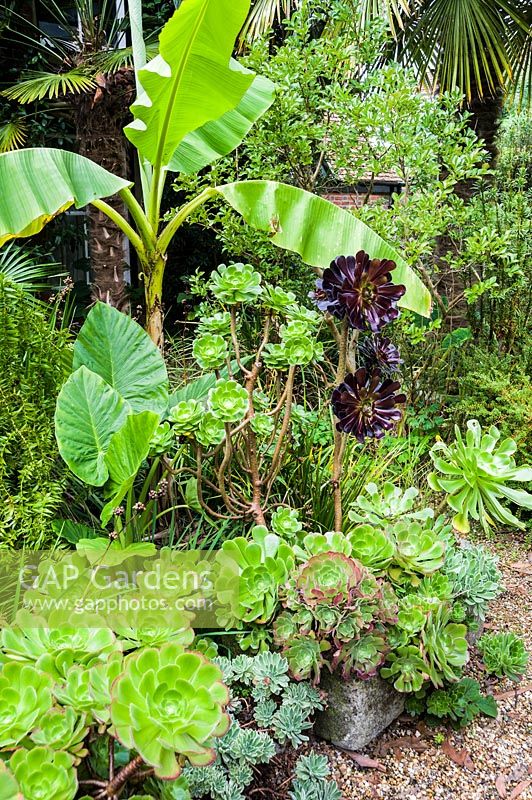 Container of aeoniums framed by large leaves of Alocasia odora and bananas.