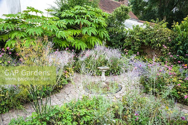 Beds of Perovskia 'Blue Spire' and pink Japanese anemones, Anemone hupehensis 'Hadspen Abundance' against a backdrop of large leaved Tetrapanax papyrifer 'Rex'.