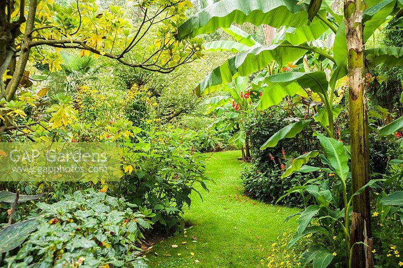 Large leaved bananas form a woodland like effect, underplanted with Canna indica, bidens, dahlias, salvias and parrot's beaks.