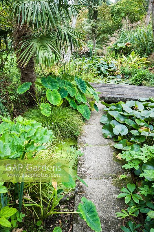 Lush planting around a stream through the middle of the garden includes tree ferns, palms, Trachycarpus fortunei and Colocasia gaoligongensis .