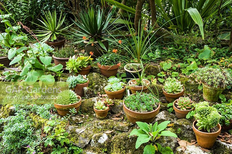 Pots of succulents are placed on a raised border near the house for the summer.
