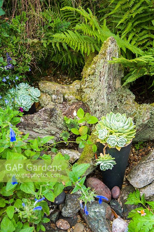 Pots of echeverias displayed against a wooden stump amongst ferns and Salvia patens.