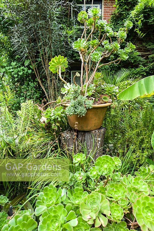 A container of aeoniums sits on a timber plinth surrounded by more succulents, bananas, eucomis and tall Pseudopanax crassifolius.