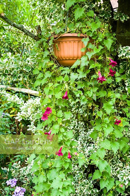 Lofos 'Burgundy Falls' growing in a hanging basket suspended from the branch of a laburnum tree and framed by variegated Euonymus fortunei 'Silver Queen'.