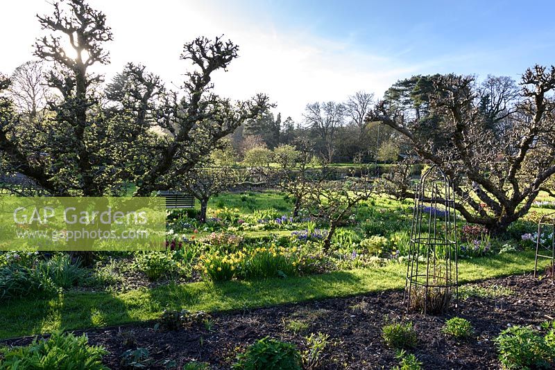 Kitchen garden with old, gnarled apple trees and masses of spring bulbs including muscari, daffodils and tulips at Hergest Croft Gardens, Kington, Herefordshire