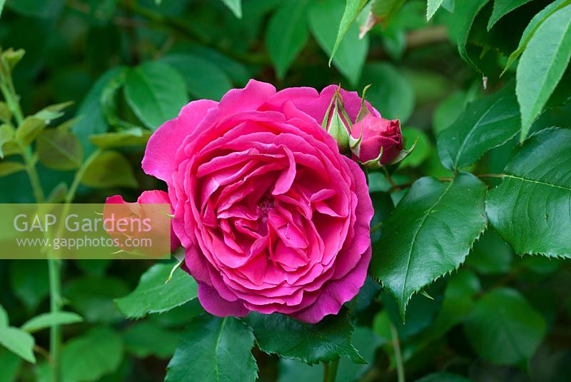 Rosa 'Guirlande d'Amour', multiflora rambler