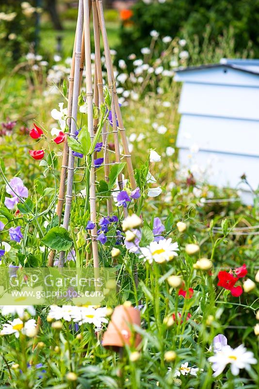 Informal country cottage garden with,  sweet pea wigwam - 'Sweet Chariot', and traditional Beehive.