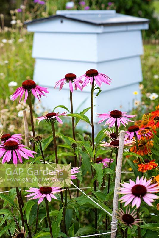 Echinacea purpurea 'Lustre Hybrids' and traditional Beehive. Informal country cottage garden 