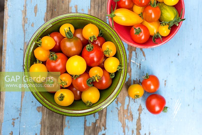 Bowls of tomatoes, Solanum lycopersicum, 'Suncherry Smile' and 'Tumbling Tom Yellow'.