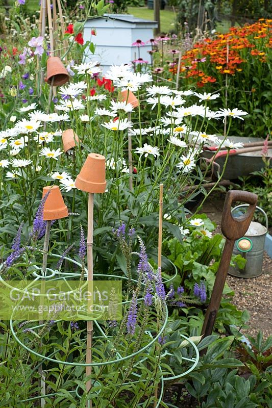 Informal country cottage garden with Shasta daisies - Leucanthemum, sweet pea wigwam, Heleniums and traditional beehive.