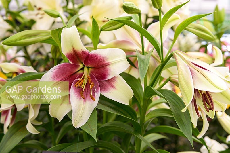 Lilium 'Yin' - Shortlisted Plant of The Year 2017 at Chelsea Flower Show - May
