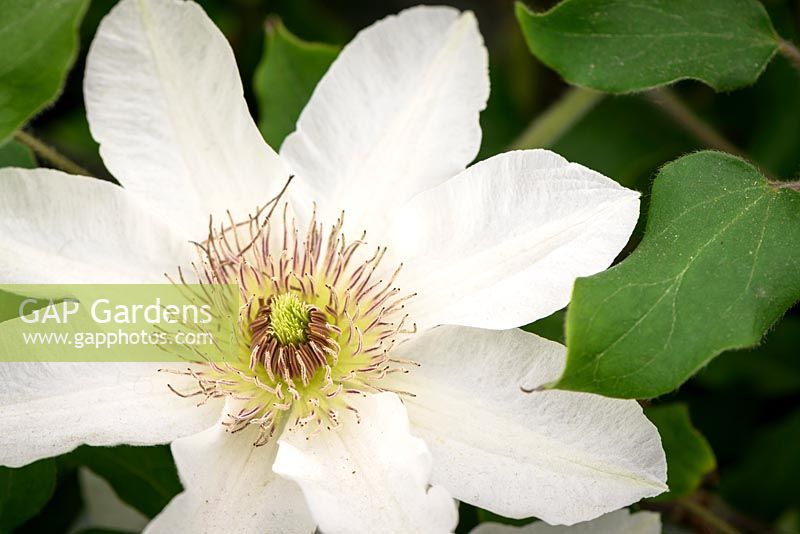 Clematis 'Kitty' - New for 2017 from Raymond Evison Clematis  - May
