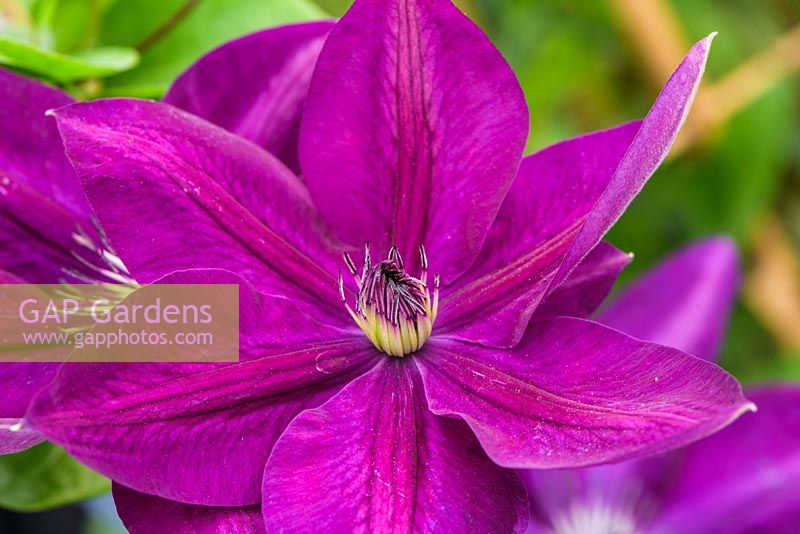 Clematis BOULEVARDA Paulie. Floyds Climbers and Clematis - RHS Malvern Spring Festival 2017