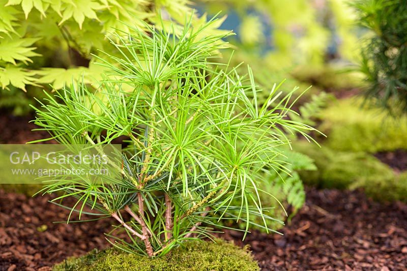 Sciadopitys verticillata 'Sternschnuppe' -Falling Star - dwarf variety from Germany of Japanese umbrella-pine,  unique conifer endemic to Japan