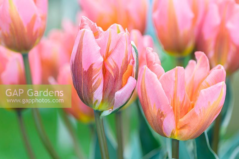 Tulipa 'Pretty Princess' - May
