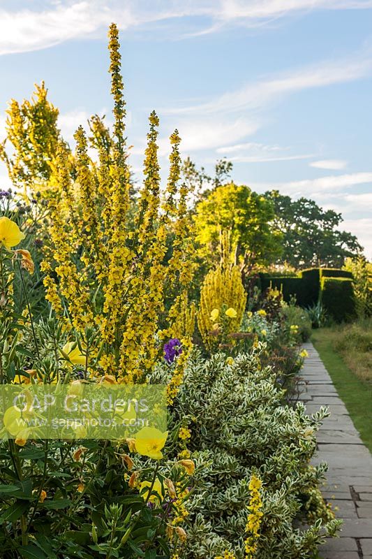 Verbascum olympicum in The Long Border at Great Dixter