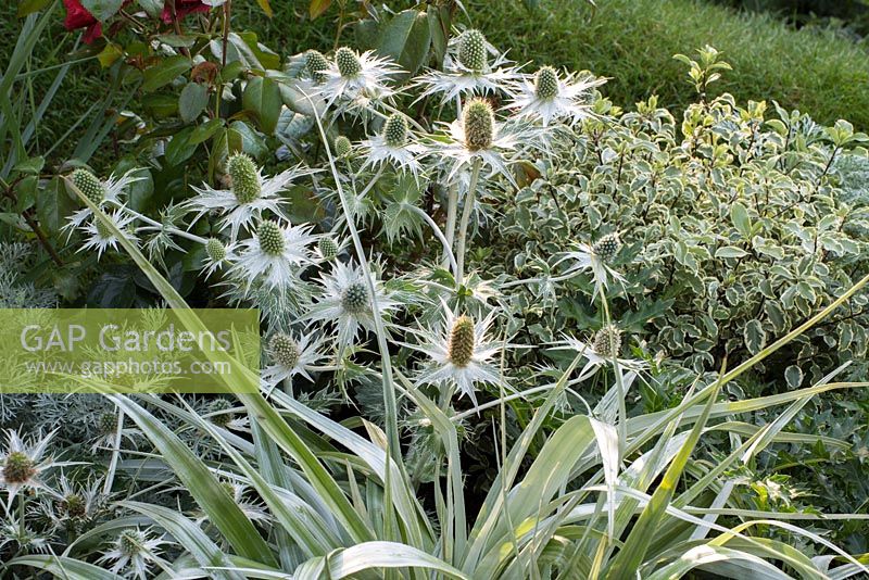 Eryngium giganteum 'Silver Ghost' with Pittosporum tenuifolium 'Variegatum' and Astelia 'Silver Shadow' - On the Edge, RHS Hampton Court Palace Flower Show 2017