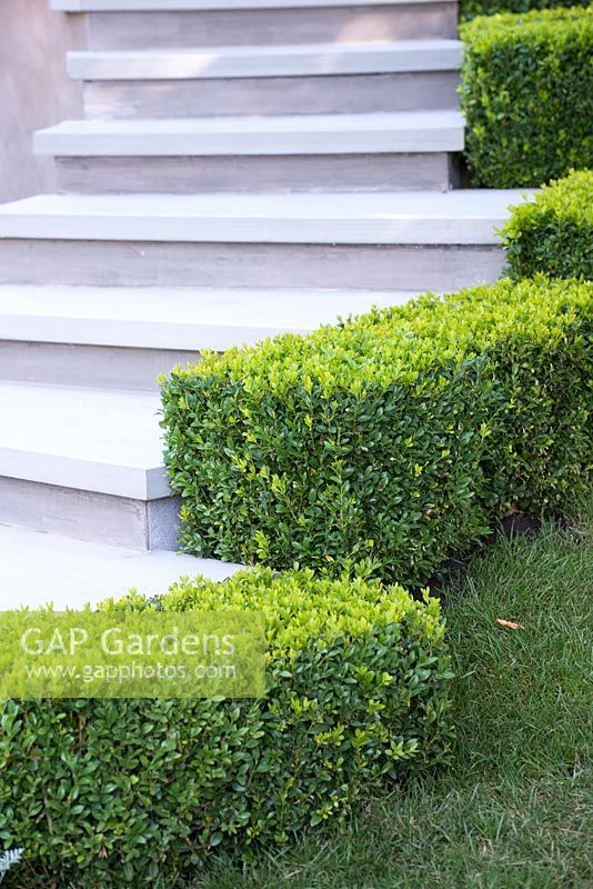 Clipped Buxus sempervirens lining steps - On the Edge, RHS Hampton Court Palace Flower Show 2017