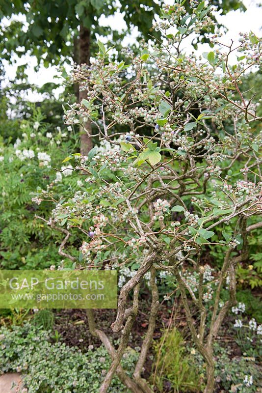 Blueberry - Vaccinium corymbosum - London Glades, RHS Hampton Court Palace Flower Show 2017