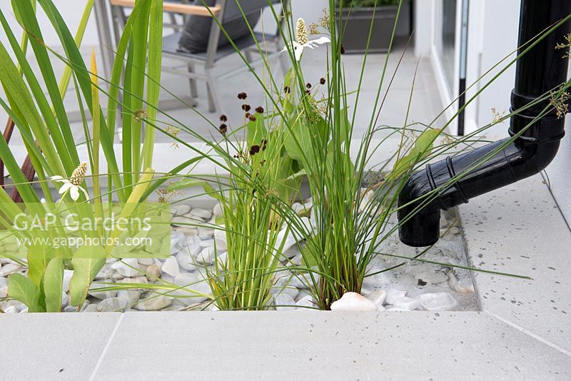 Drainwater running into a pepple bed with aquatic plants including Anemopsis californica - The Urban Rain Garden, RHS Hampton Court Palace Flower Show 2017